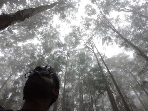 Looking up into a misty eucalyptus forest